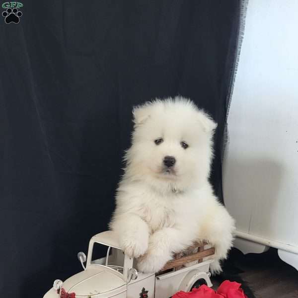 Dickie, Samoyed Puppy